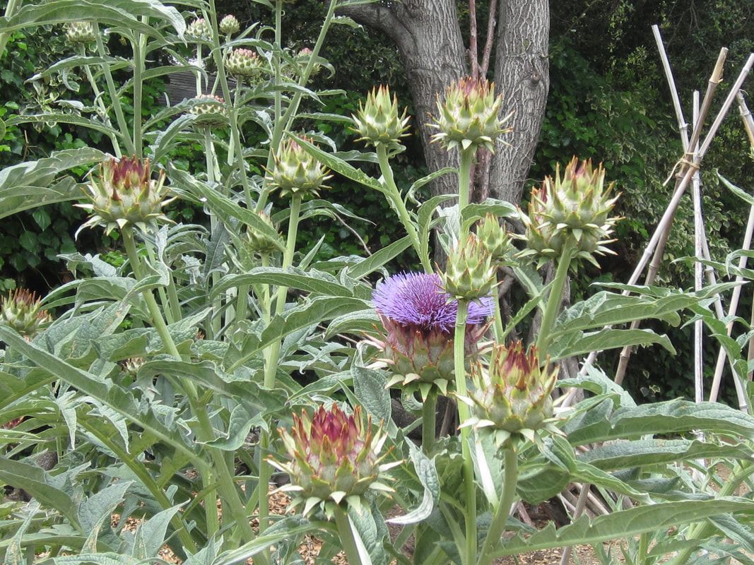 A close up of a plant with purple flowers and green leaves.