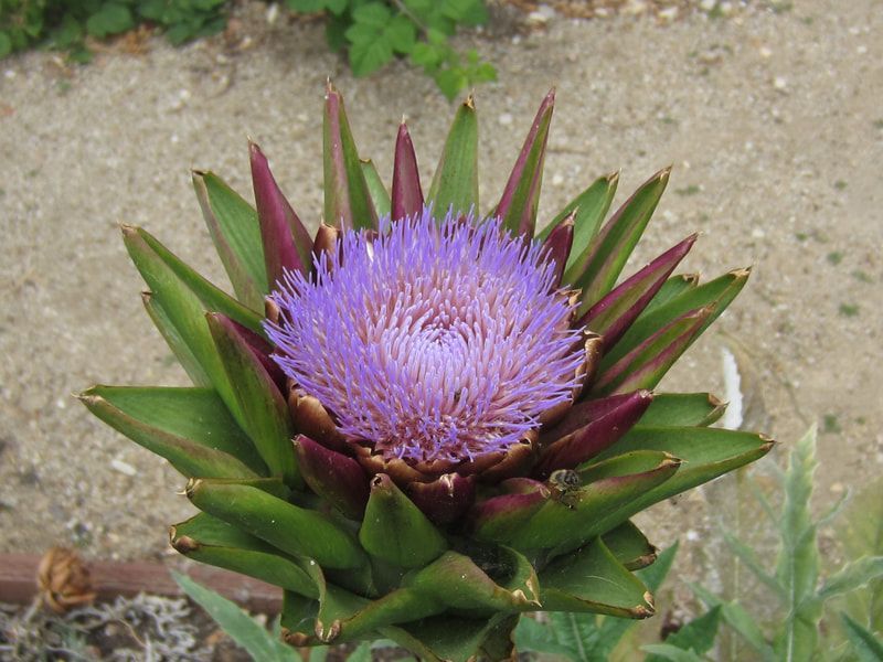 A close up of a purple flower with green leaves