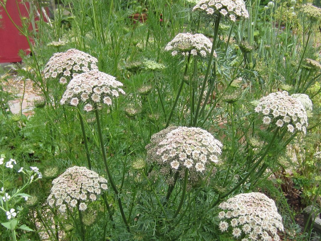 A bunch of white flowers are growing in a field.