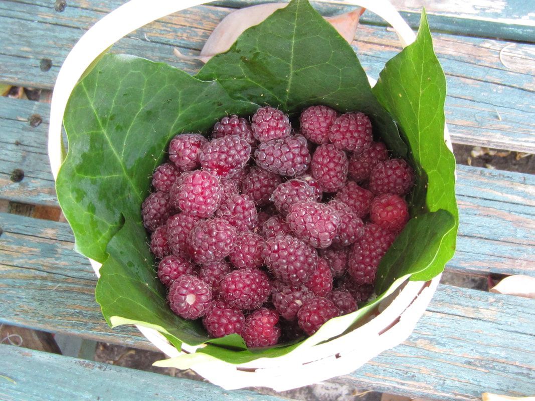 A white basket filled with raspberries and green leaves