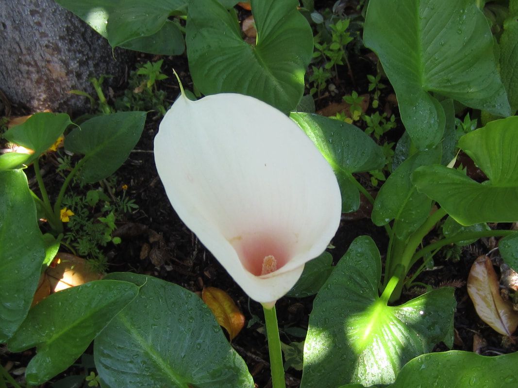 A white flower with a pink center is surrounded by green leaves.