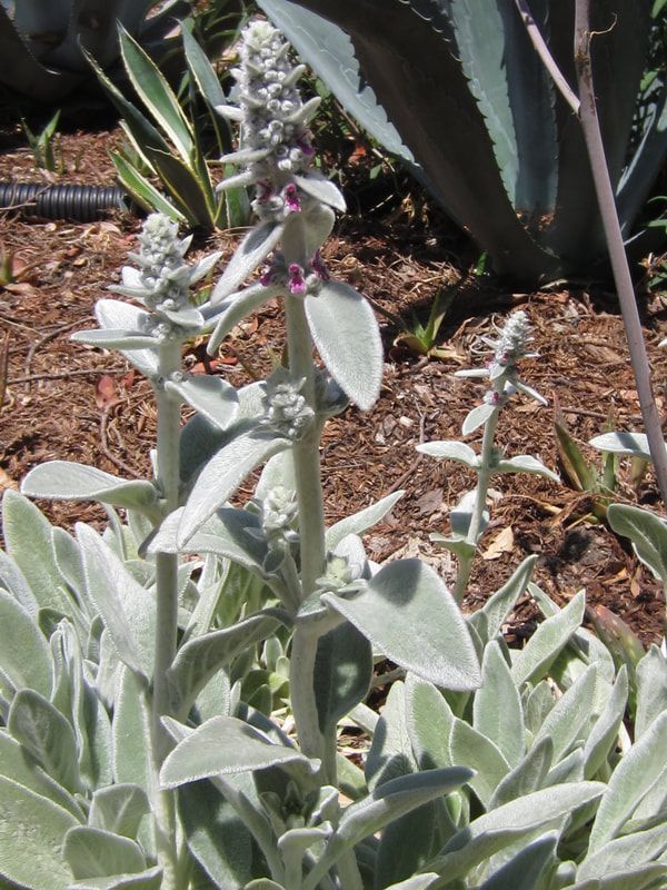 A plant with a lot of leaves and flowers