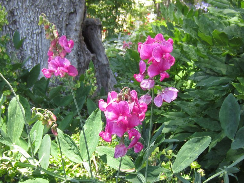 A bunch of pink flowers are growing next to a tree