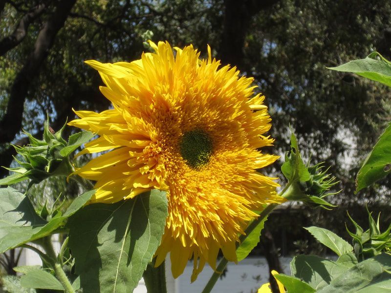 A close up of a sunflower with trees in the background