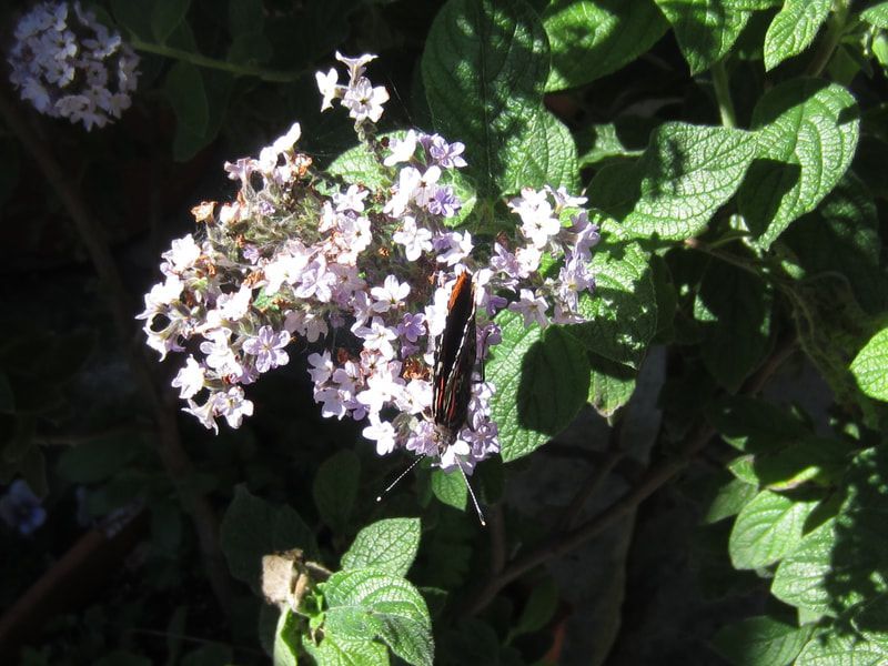 A butterfly is perched on a purple flower