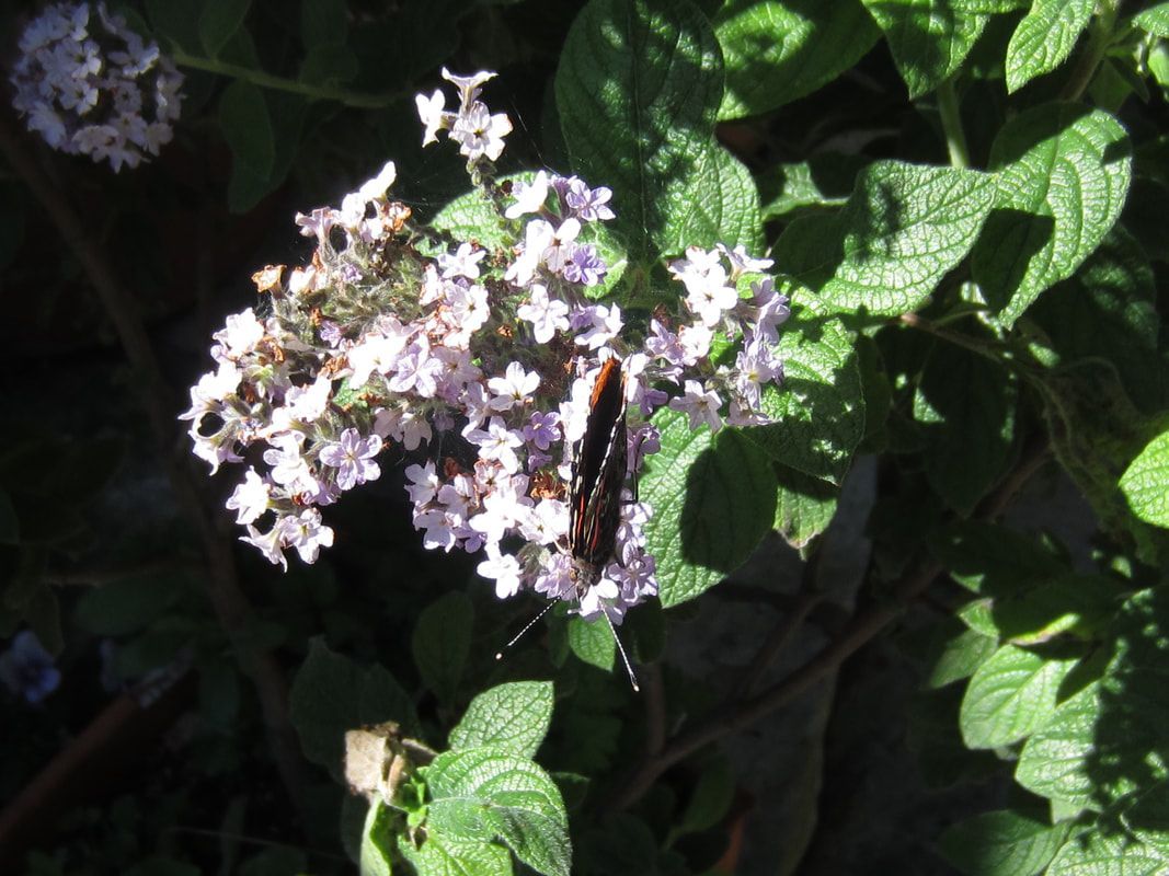 A close up of a butterfly on a flower