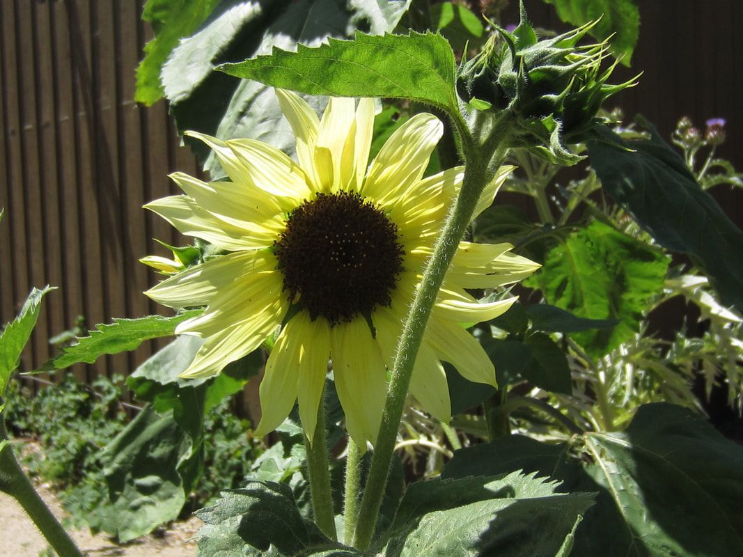 A yellow sunflower with a black center is surrounded by green leaves