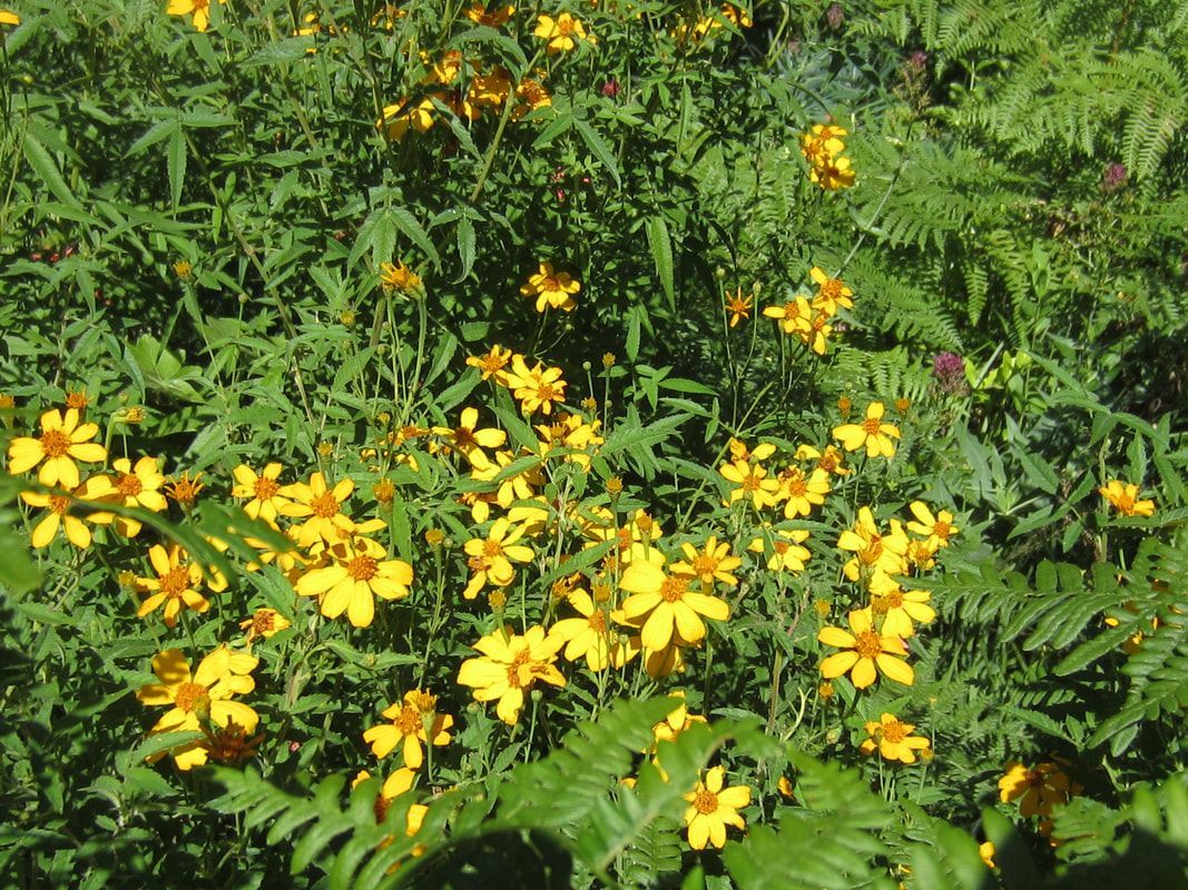 A field of yellow flowers surrounded by green leaves