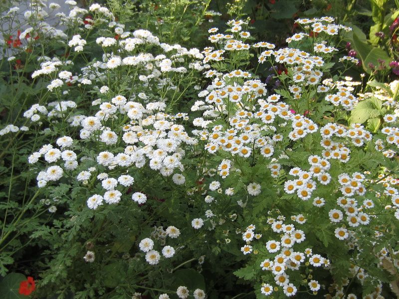 A bunch of white daisies are growing in a garden