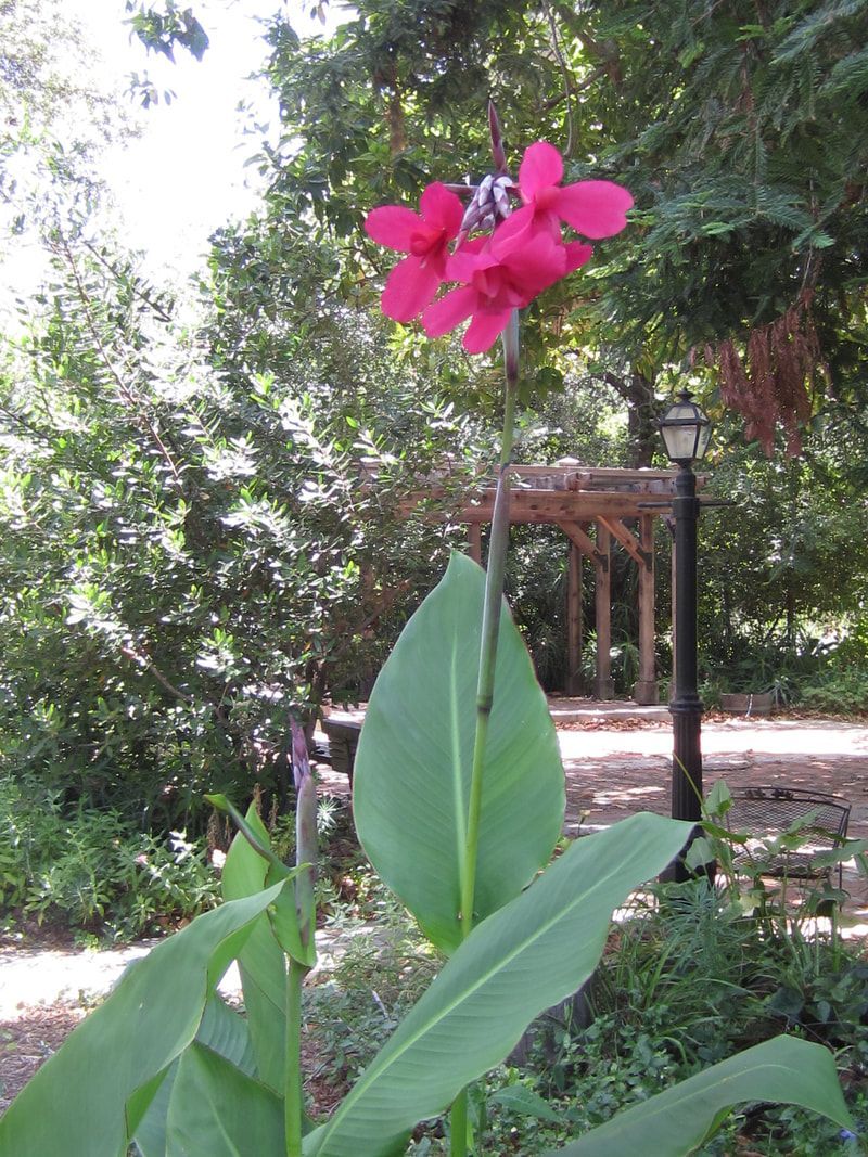 A pink flower with green leaves is surrounded by trees