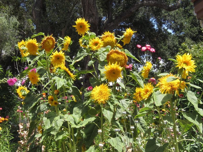 A bunch of sunflowers are growing in a garden