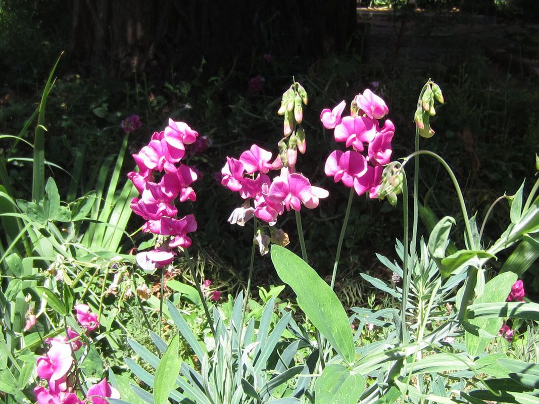 A bunch of pink flowers are growing in a garden