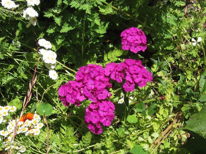 A bunch of purple flowers are surrounded by greenery