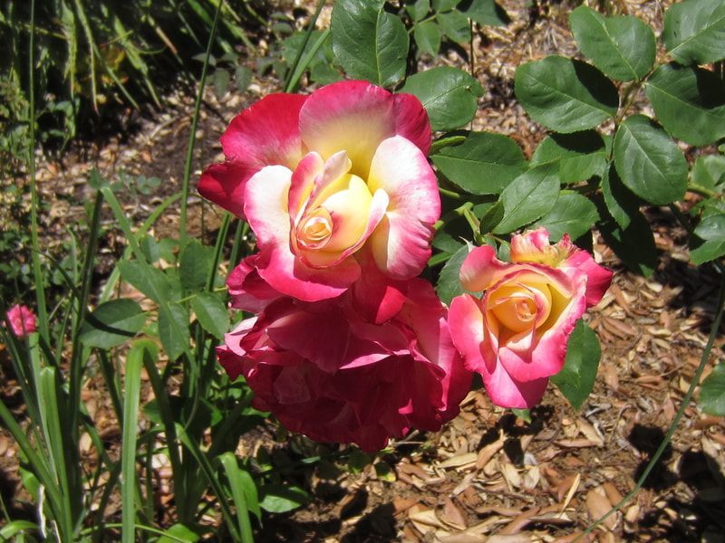 A close up of a pink and yellow rose in a garden