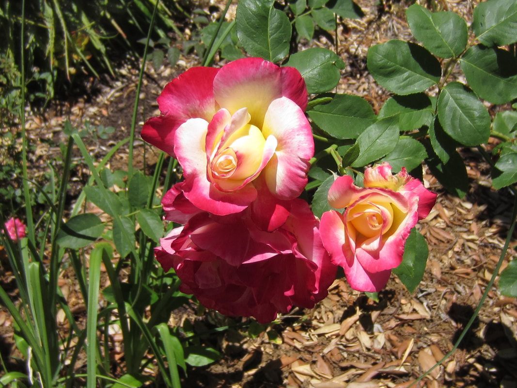 A close up of a pink and yellow rose in a garden