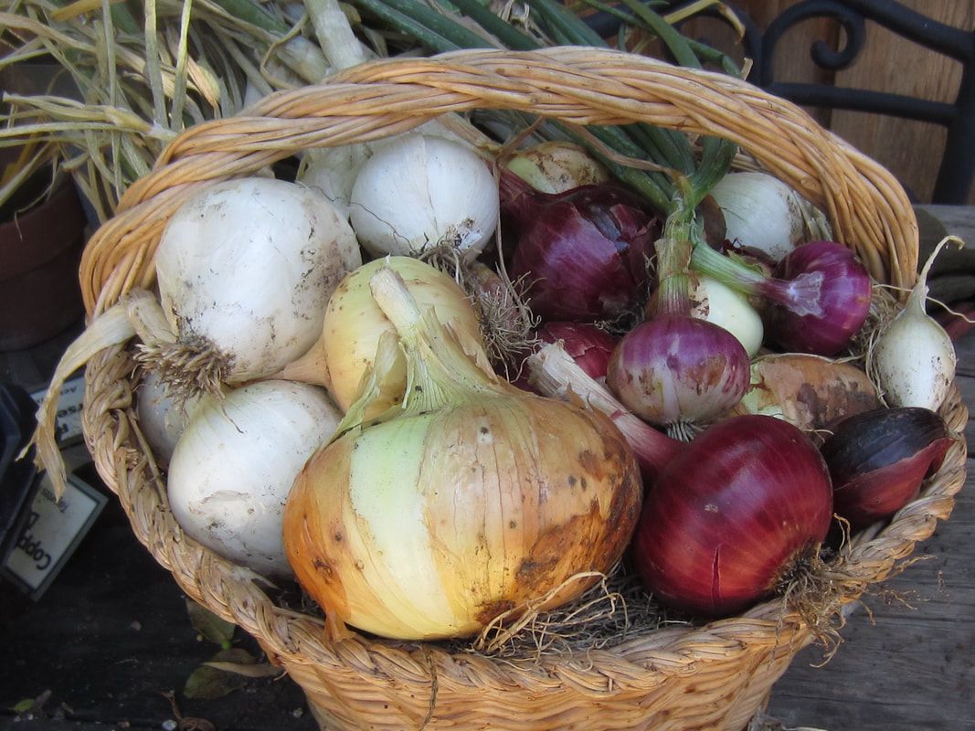 A wicker basket filled with different types of onions
