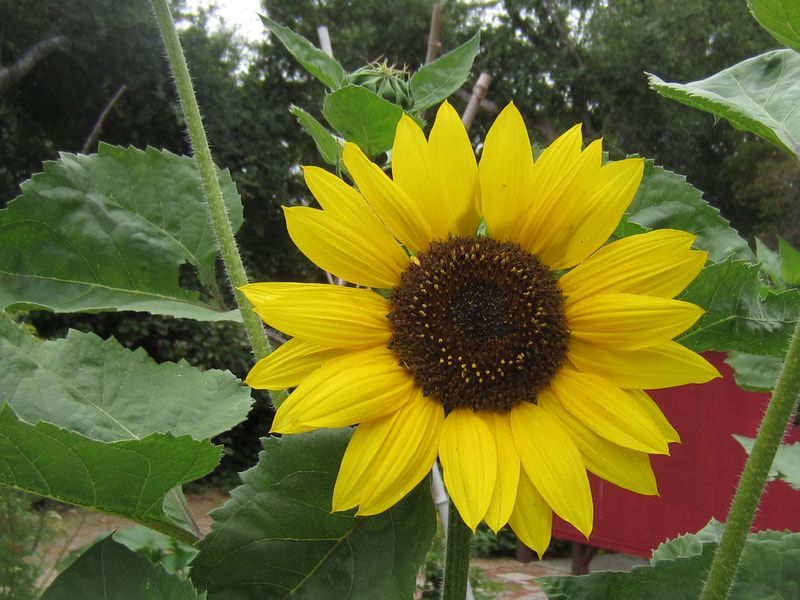 A sunflower with a red shed in the background