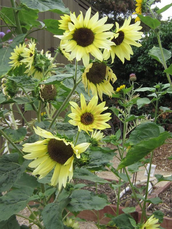 A bunch of sunflowers are growing on a plant