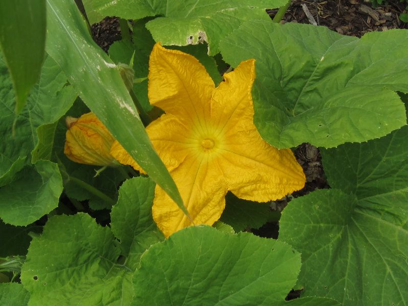 A close up of a yellow flower surrounded by green leaves