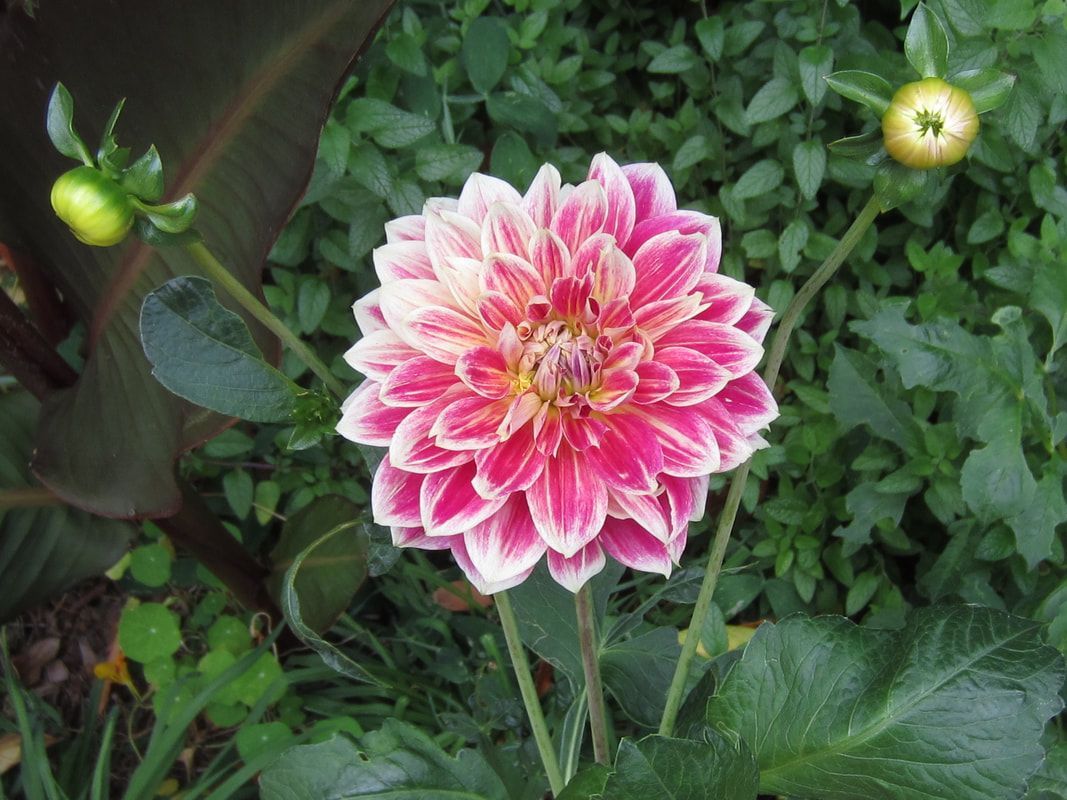 A close up of a pink and white dahlia flower in a garden