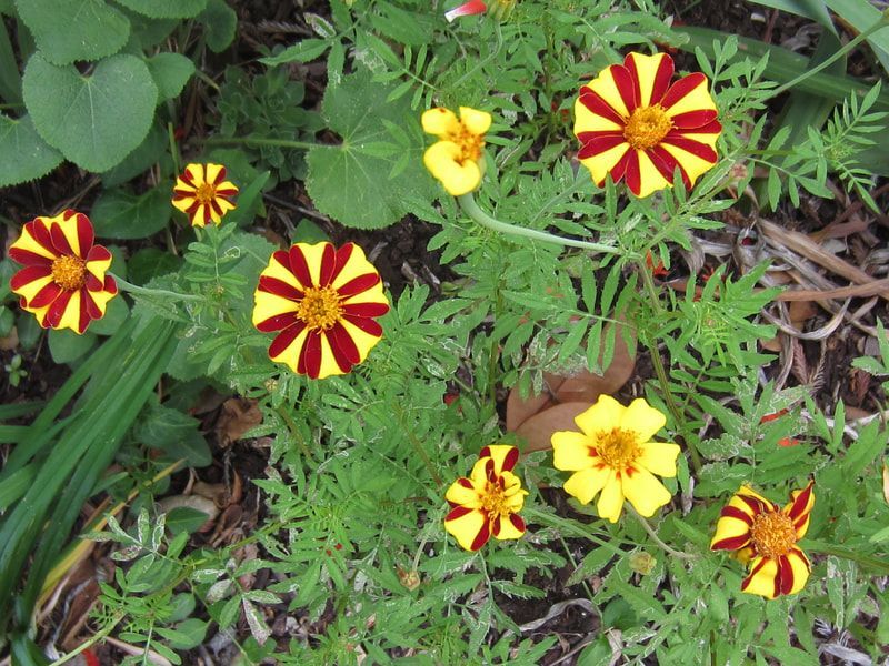 A bunch of yellow and red flowers in a garden