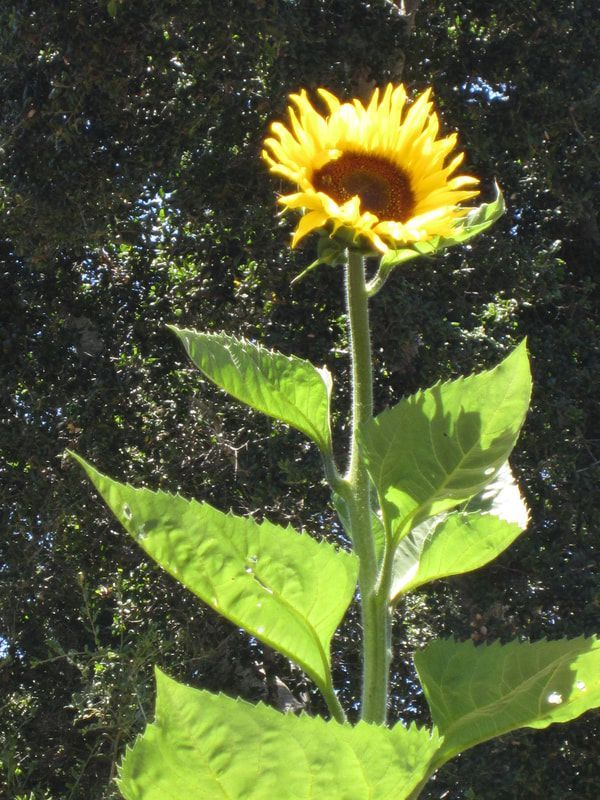 A sunflower with green leaves against a dark background