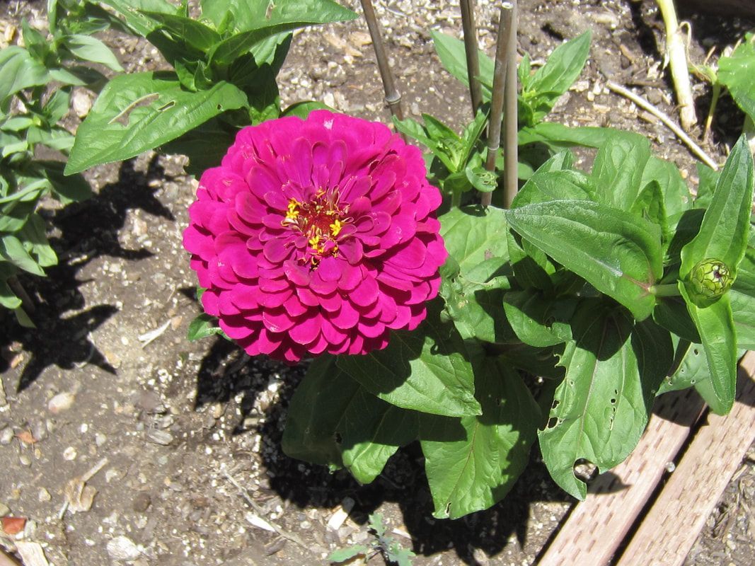 A purple flower with a yellow center is surrounded by green leaves