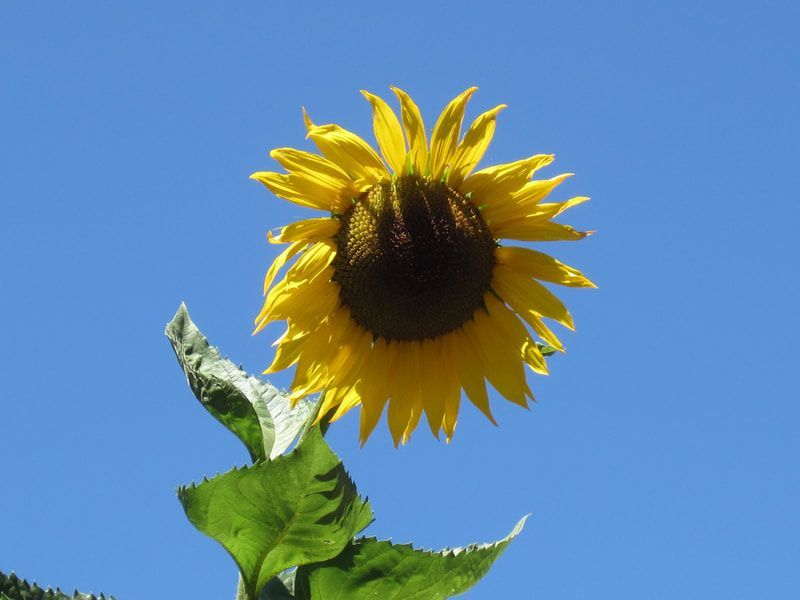 A sunflower with a blue sky in the background