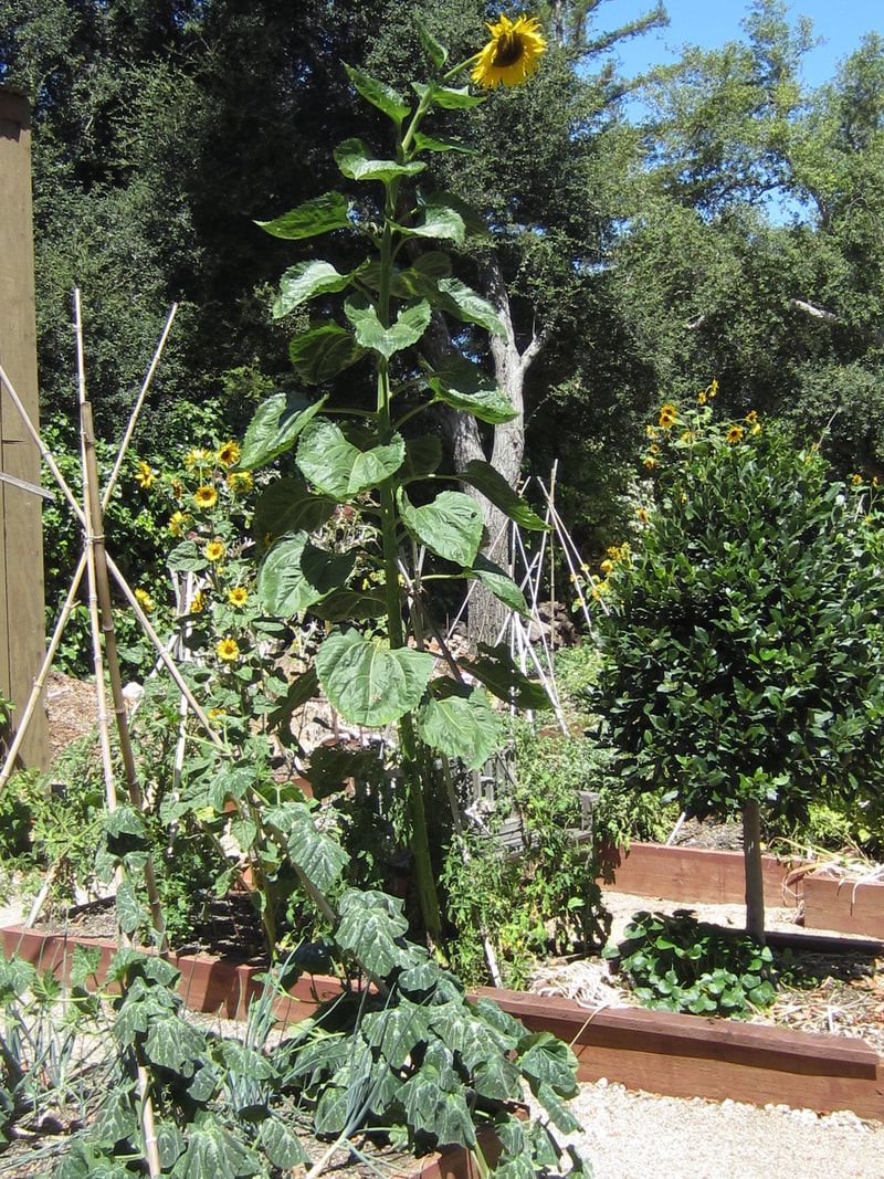 A sunflower is growing in the middle of a garden