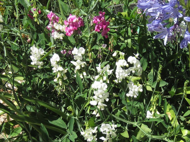 Purple and white flowers are growing in a garden