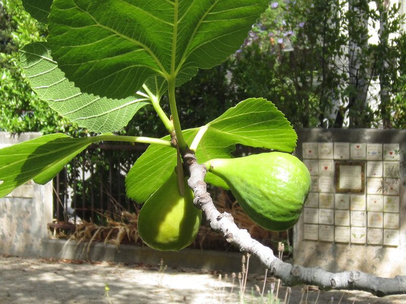 A green fig is growing on a tree branch