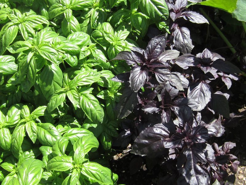 Green and purple basil plants are growing in a garden