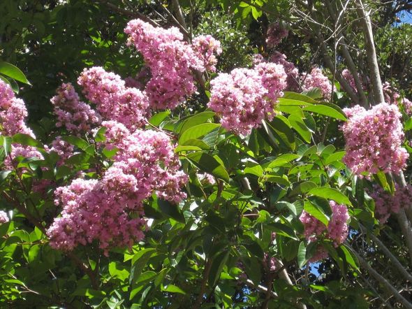 A tree with pink flowers and green leaves