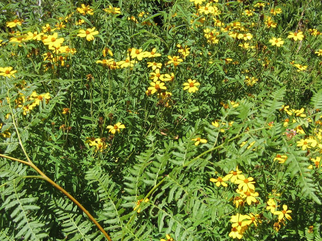 A field of yellow flowers surrounded by green leaves
