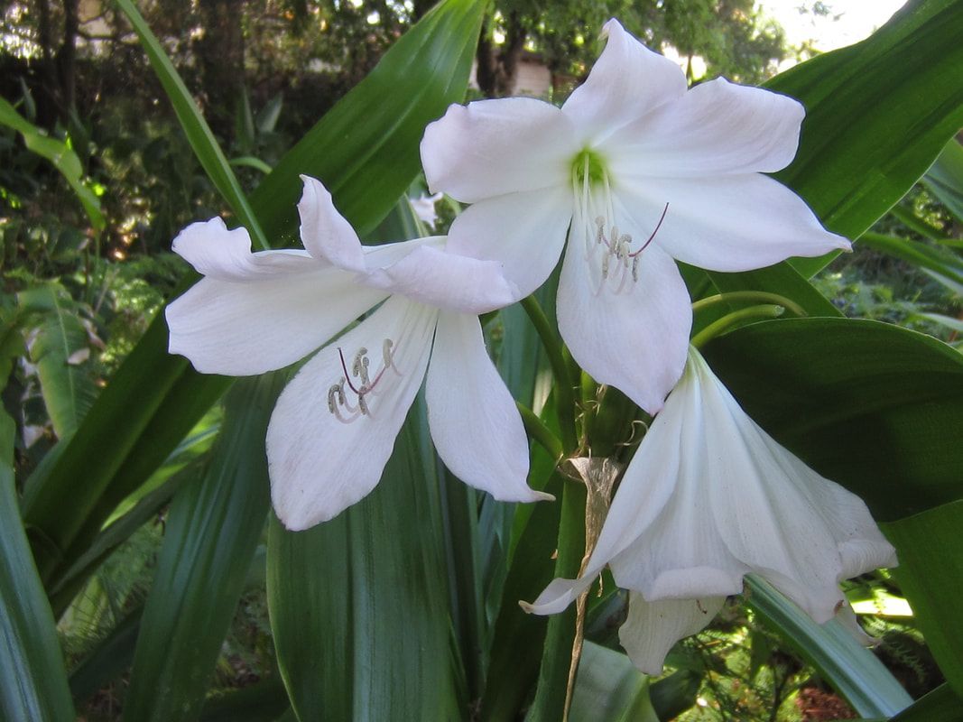 A close up of two white flowers on a plant