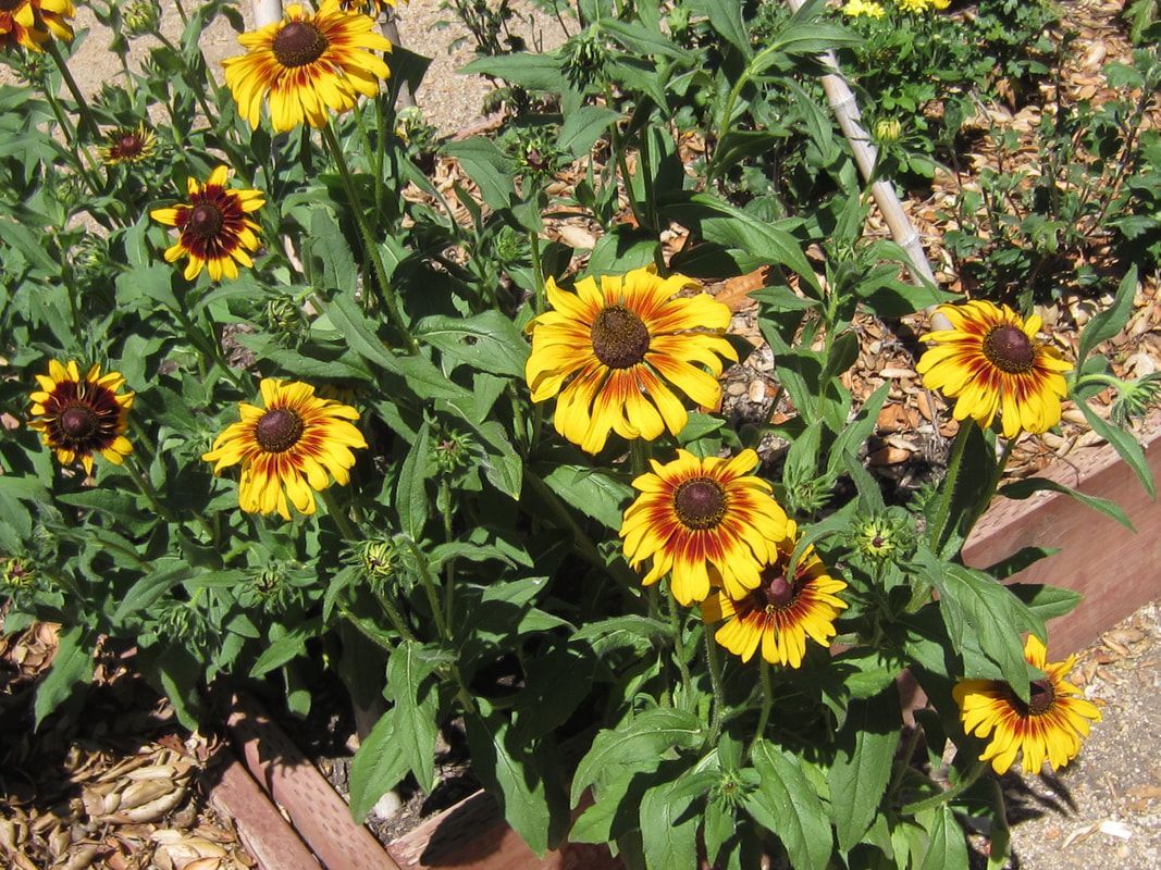 A bunch of yellow flowers are growing in a garden