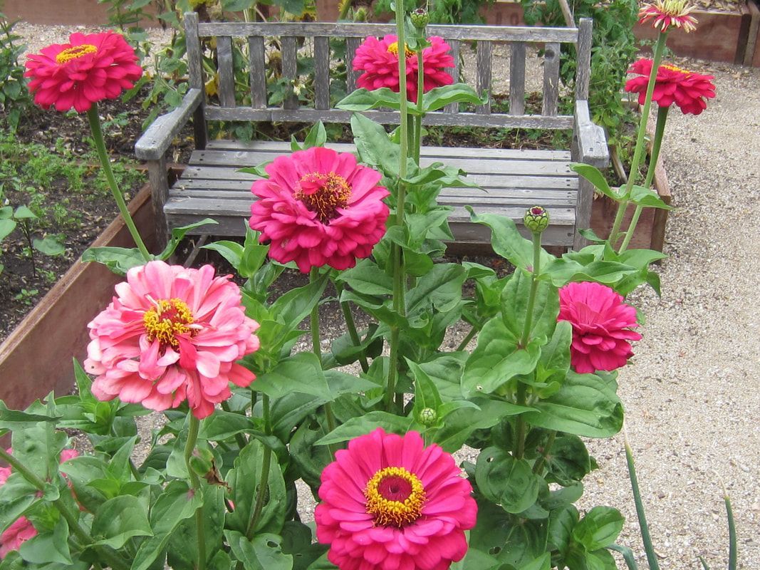 A wooden bench is surrounded by pink flowers in a garden