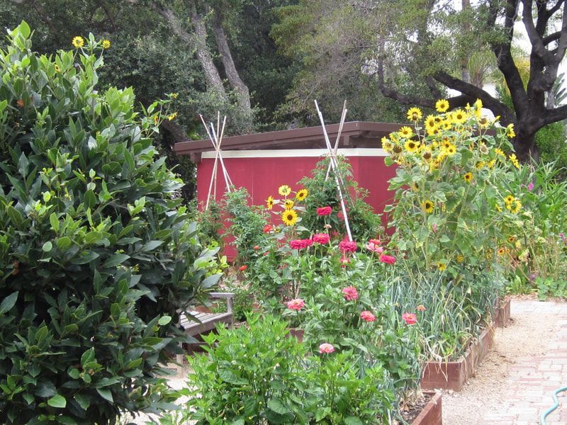 A garden with flowers and a red shed in the background