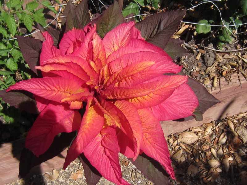 A close up of a pink and orange flower