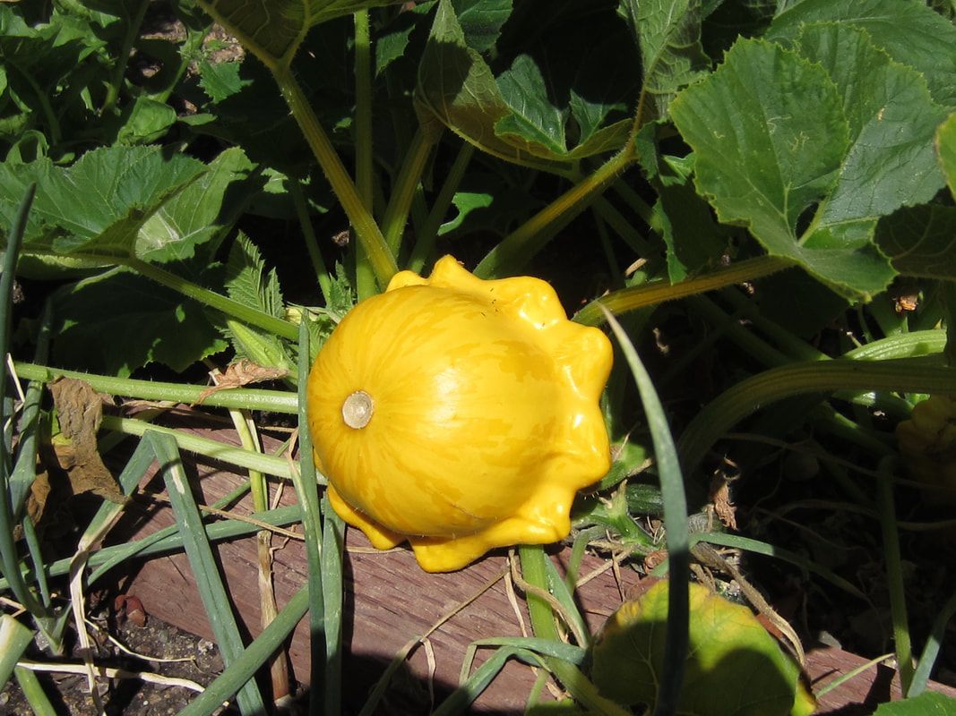 A small yellow squash is growing on a plant
