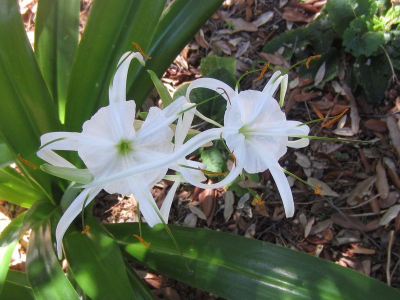 A close up of a plant with white flowers and green leaves