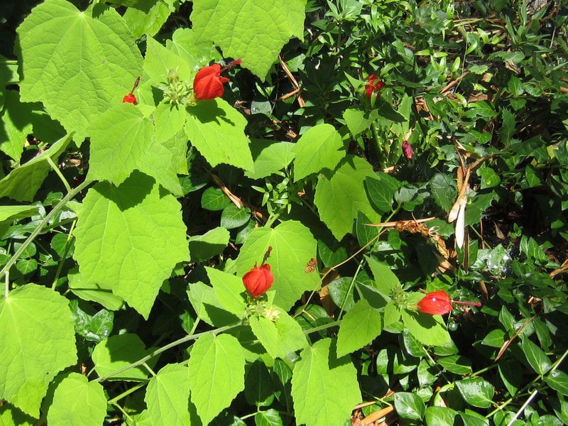 A plant with red flowers and green leaves