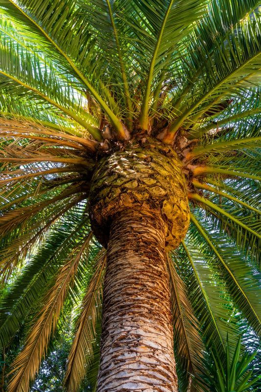 Looking up at the trunk of a palm tree.