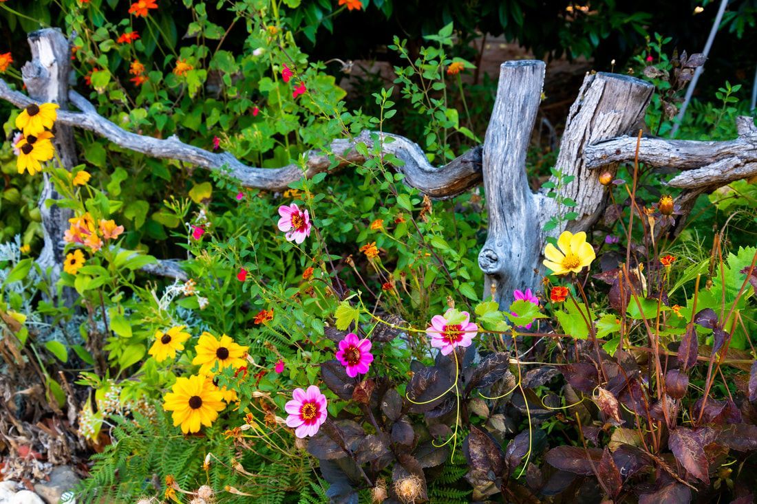 A bunch of flowers are growing in a garden next to a wooden fence.