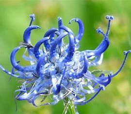 #artigliodeldiavolo #erbe #spezie