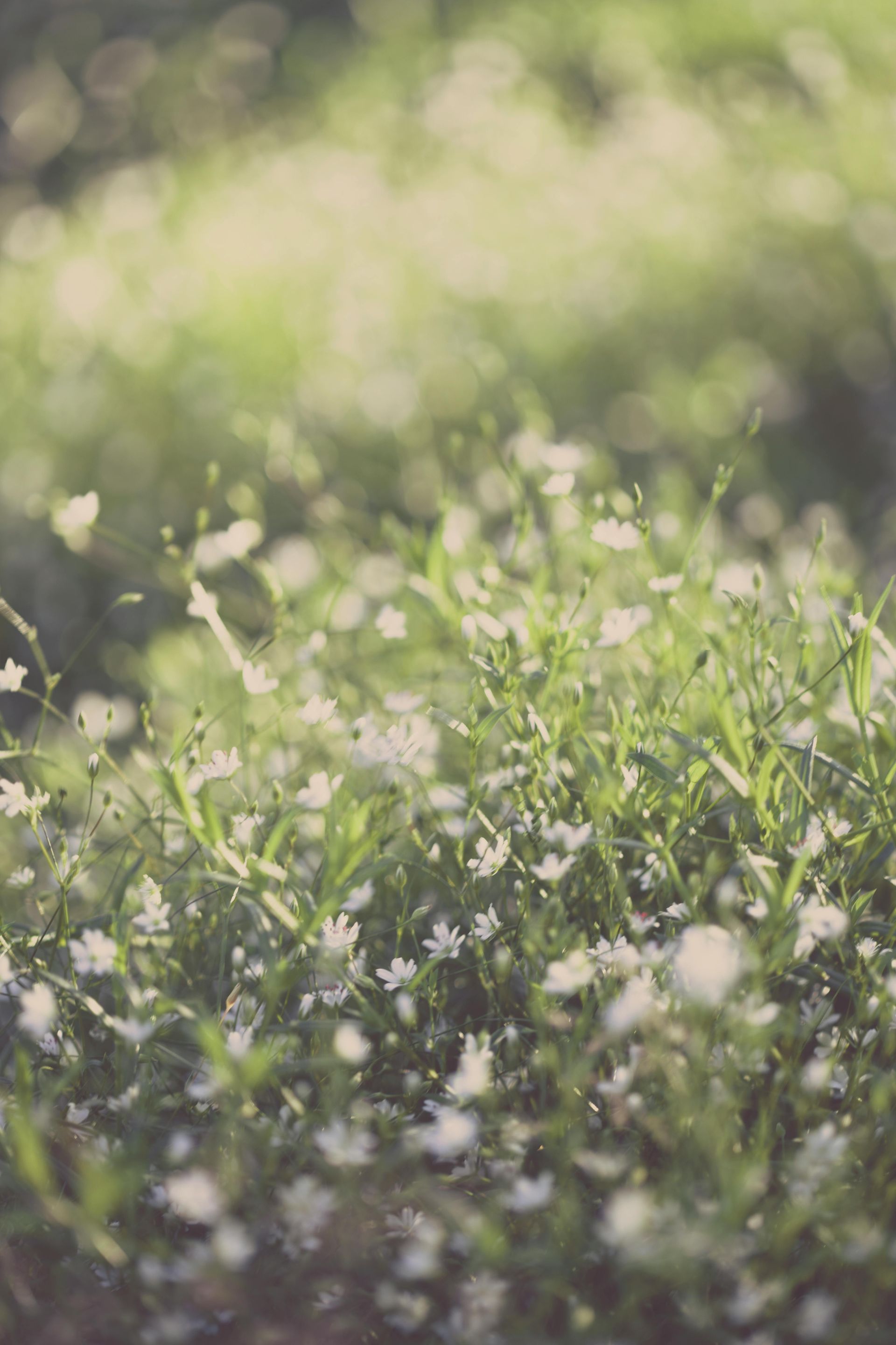 Field of small white wildflowers in green grass, with a soft, blurred background.