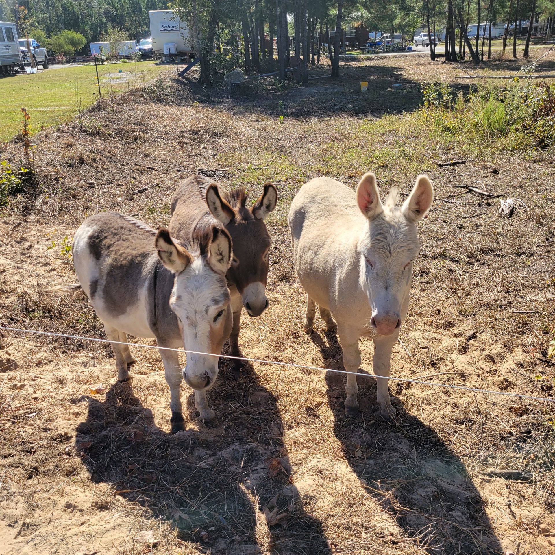 Three donkeys standing next to each other in a field