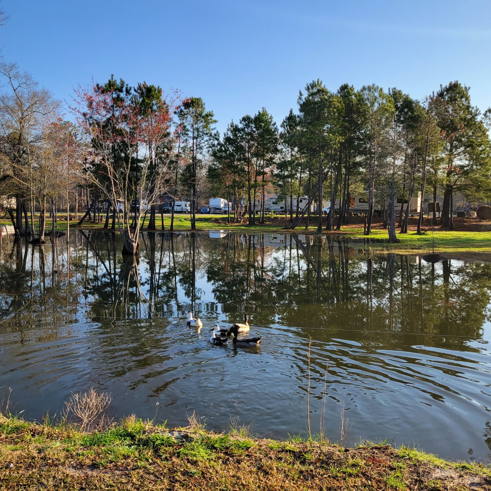 Ducks are swimming in a lake with trees in the background