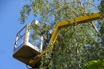 Tree Cutting — Port Richey, FL — Green Thumb Unlimited