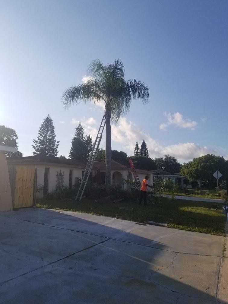 After Tree Trimming — Port Richey, FL — Green Thumb Unlimited